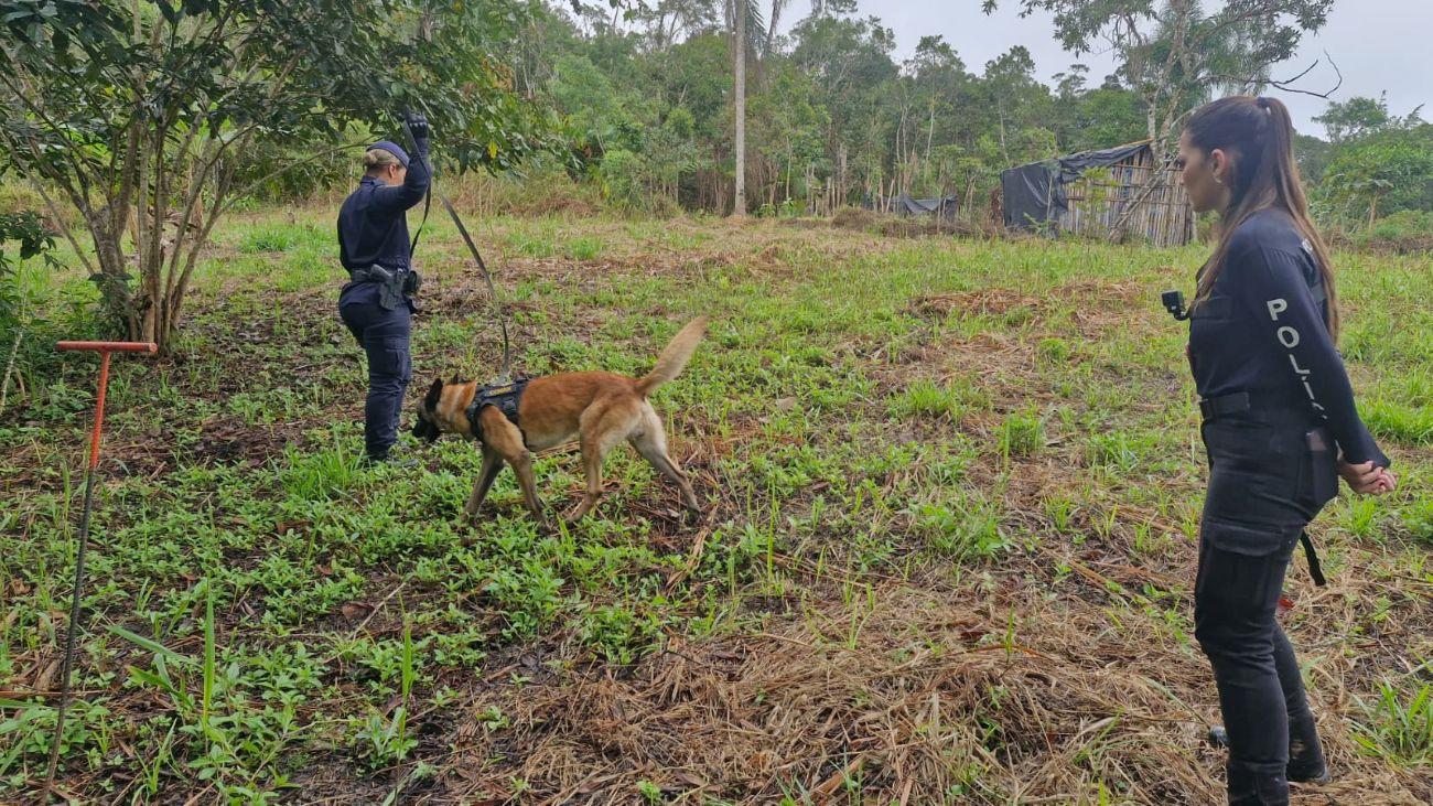 GCM de São Paulo envia cães farejadores para buscas por restos mortais no Vale do Ribeira