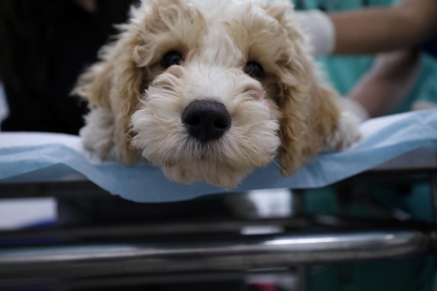 Semana Animal SP oferece serviços para pets na cidade de SP