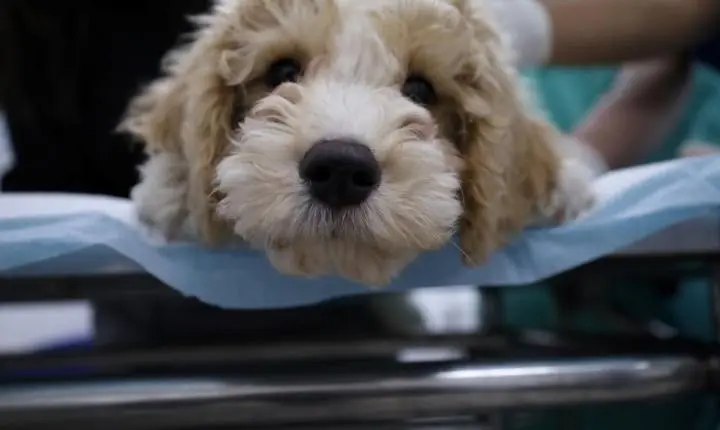 Semana Animal SP oferece serviços para pets na cidade de SP